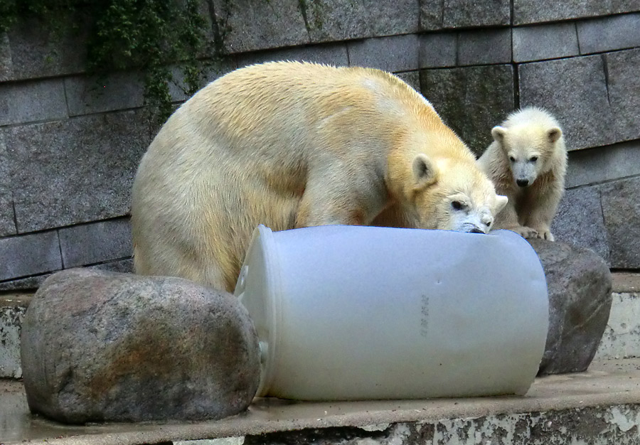 Eisbär am 7. Juni 2012 im Zoologischen Garten Wuppertal