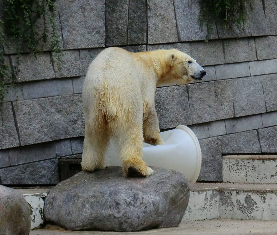 Eisbär am 7. Juni 2012 im Wuppertaler Zoo