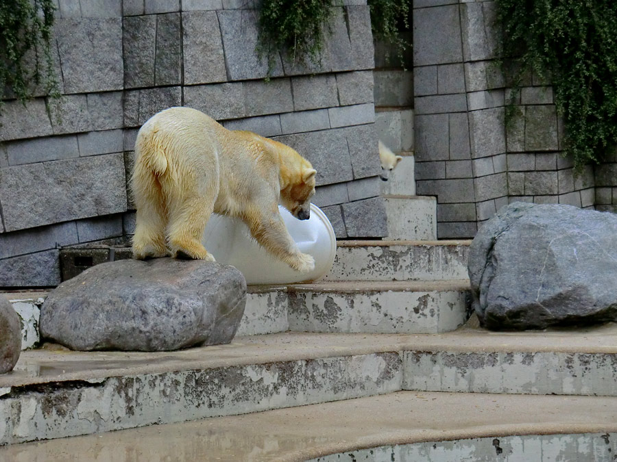 Eisbär am 7. Juni 2012 im Zoo Wuppertal