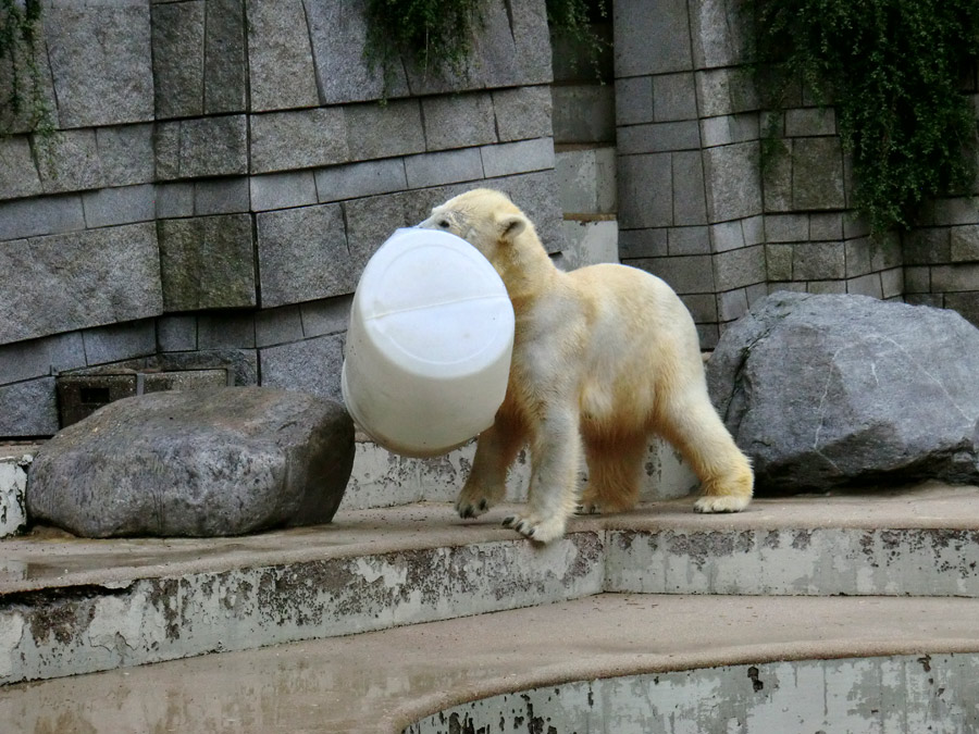 Eisbär am 7. Juni 2012 im Zoologischen Garten Wuppertal