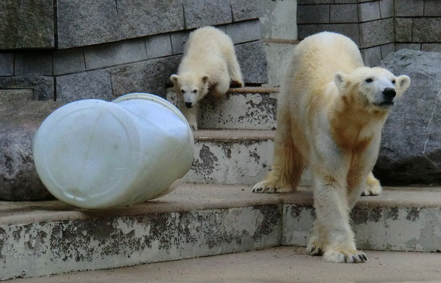 Eisbär am 7. Juni 2012 im Wuppertaler Zoo