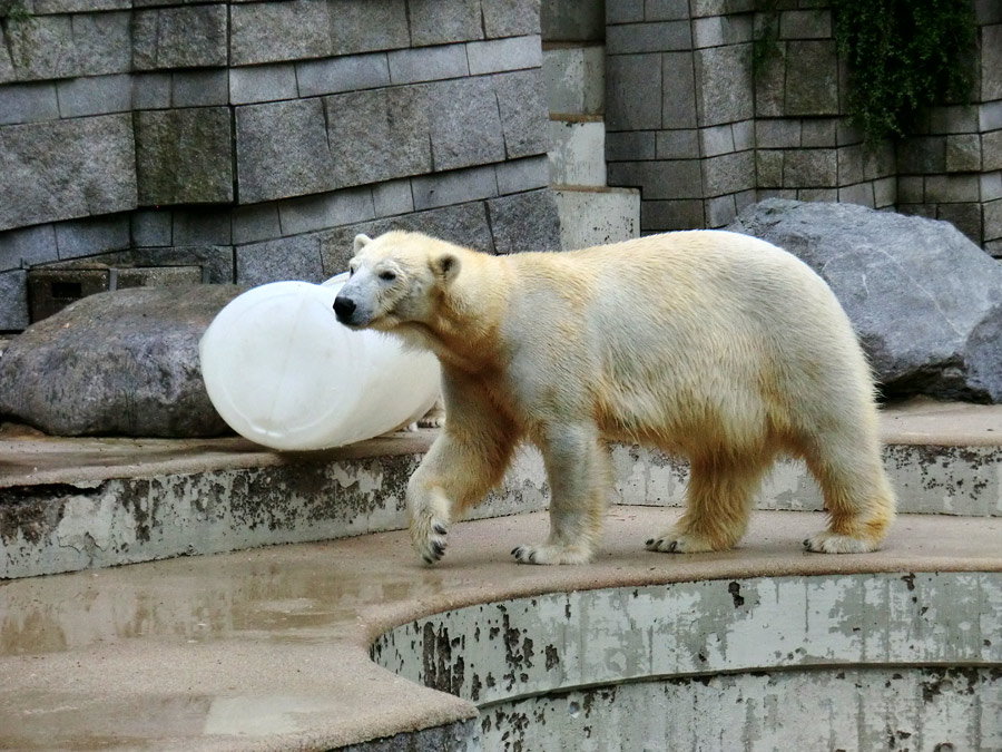 Eisbär am 7. Juni 2012 im Zoo Wuppertal