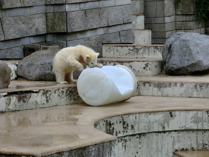 Eisbär am 7. Juni 2012 im Wuppertaler Zoo