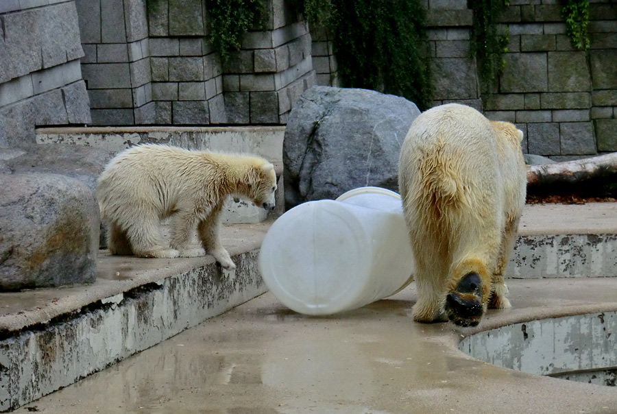 Eisbär am 7. Juni 2012 im Zoo Wuppertal