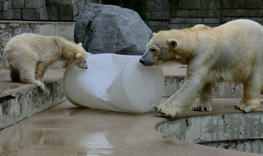 Eisbär am 7. Juni 2012 im Wuppertaler Zoo