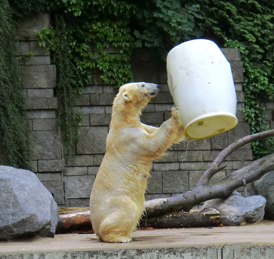 Eisbär am 7. Juni 2012 im Zoologischen Garten Wuppertal