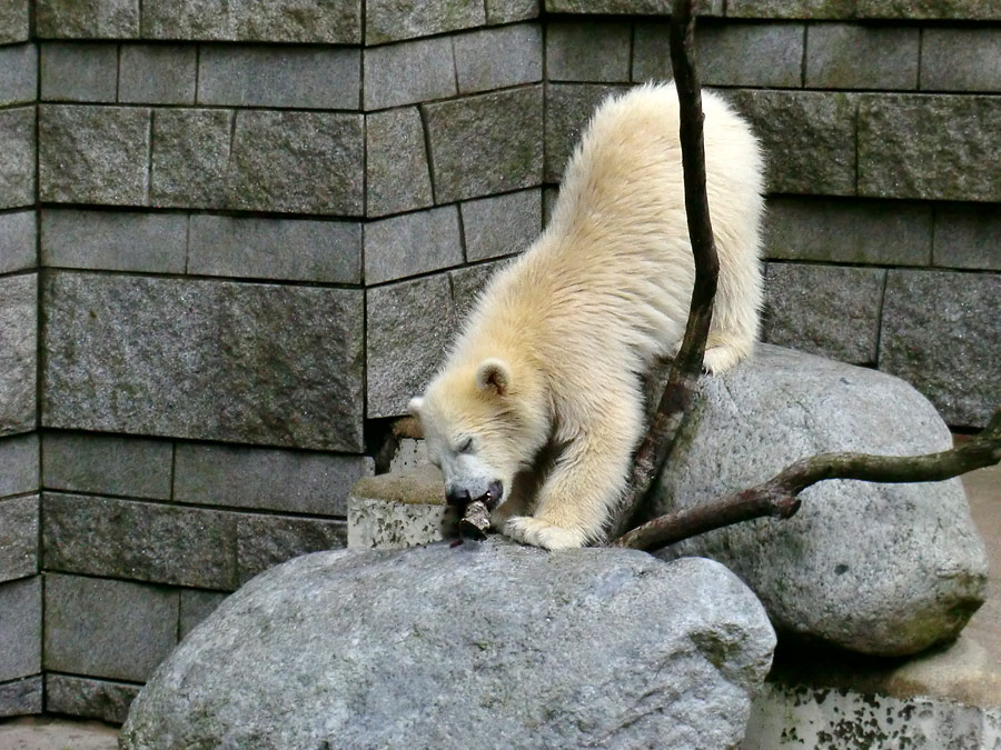 Eisbär am 7. Juni 2012 im Wuppertaler Zoo