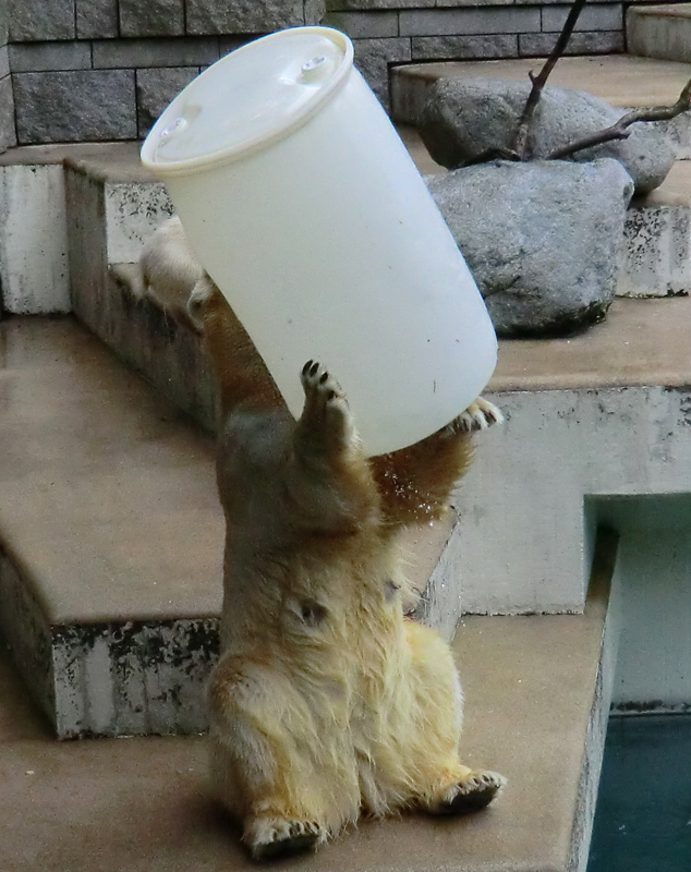 Eisbär am 7. Juni 2012 im Zoo Wuppertal