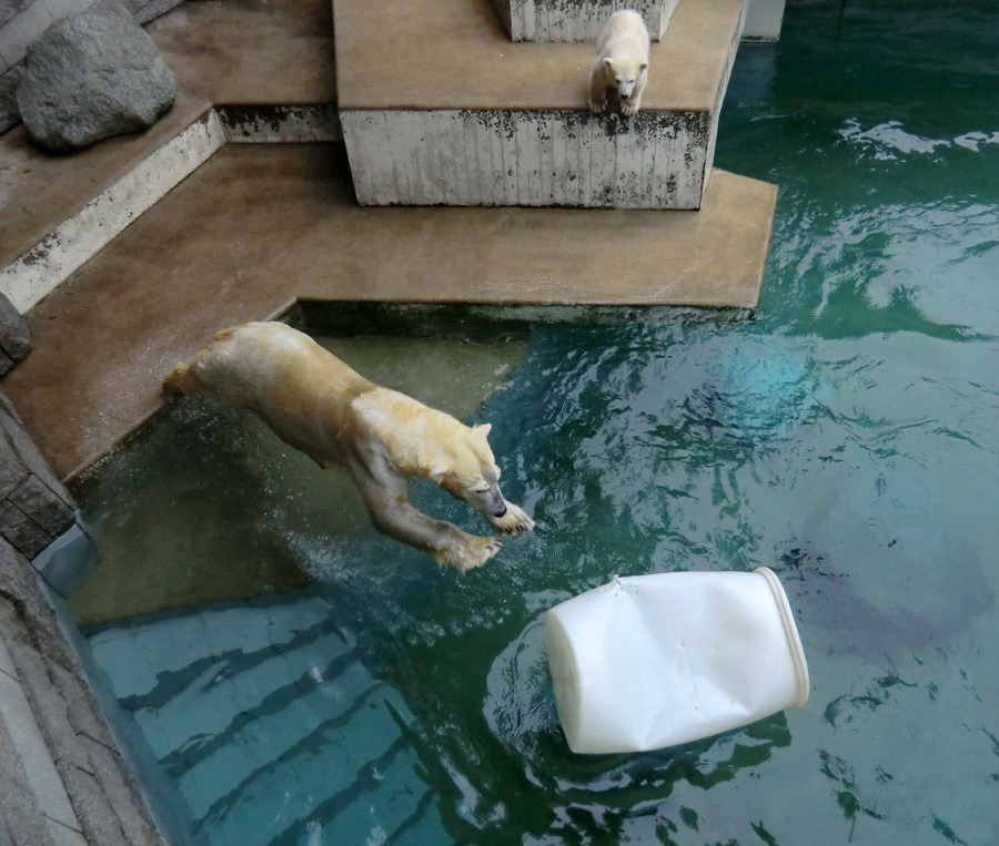 Eisbär am 7. Juni 2012 im Zoologischen Garten Wuppertal