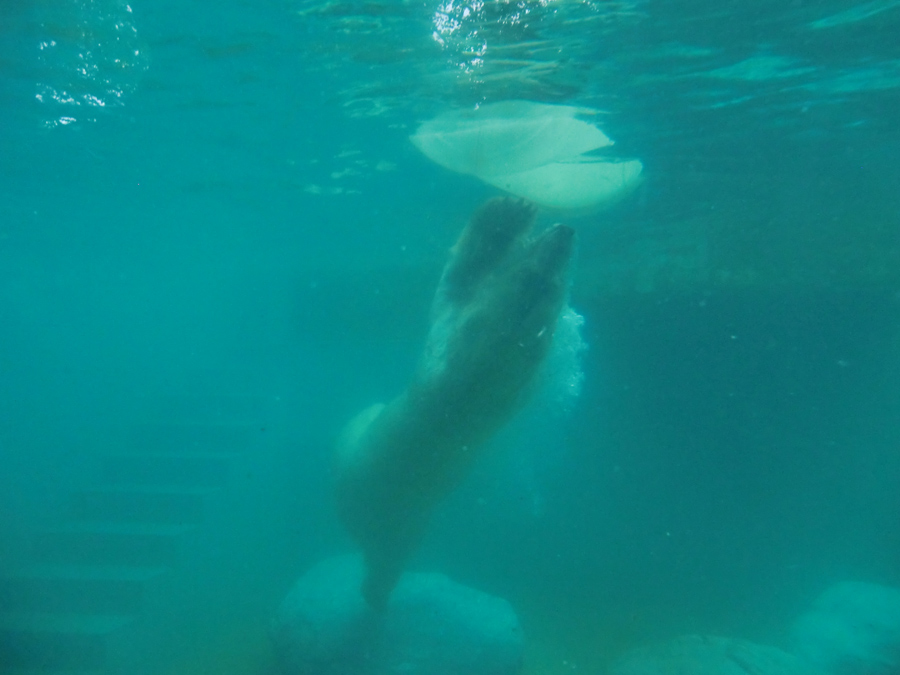 Eisbär am 7. Juni 2012 im Wuppertaler Zoo