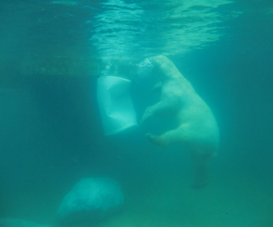 Eisbär am 7. Juni 2012 im Zoo Wuppertal