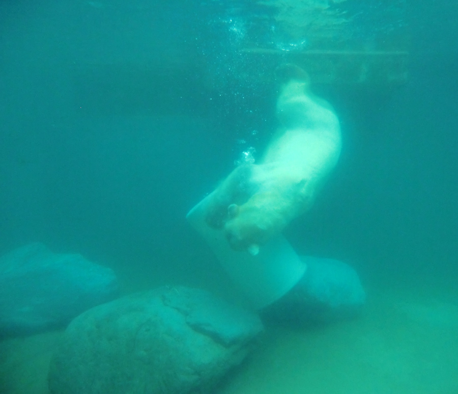 Eisbär am 7. Juni 2012 im Wuppertaler Zoo