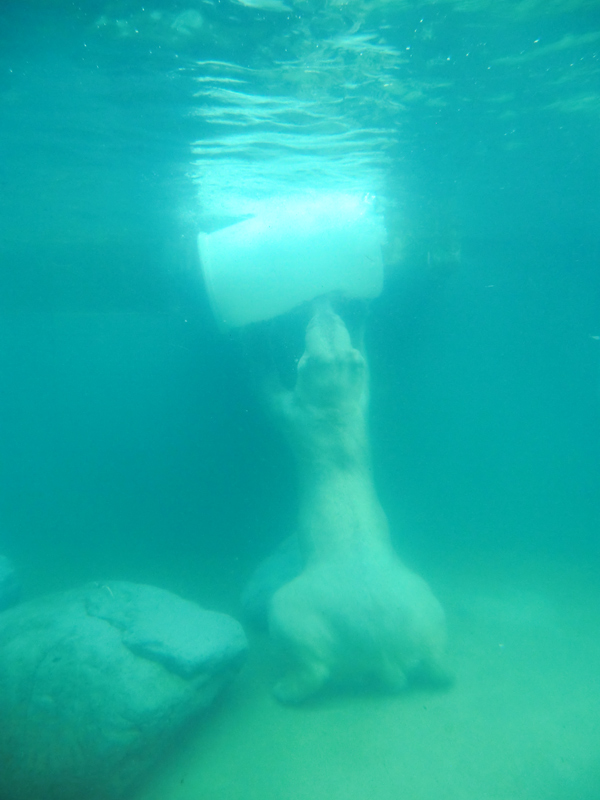 Eisbär am 7. Juni 2012 im Zoologischen Garten Wuppertal