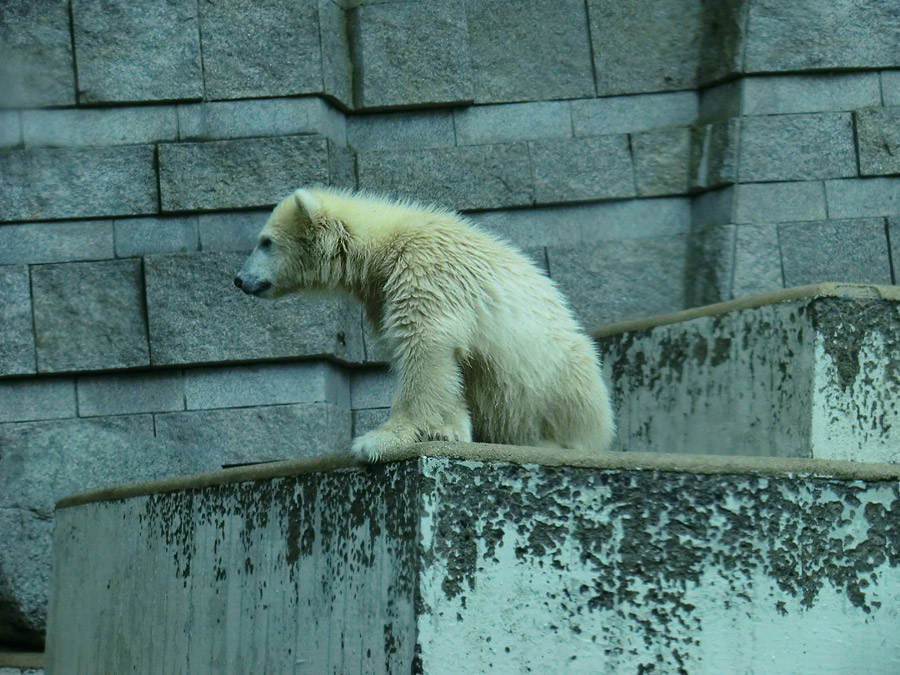 Eisbär am 7. Juni 2012 im Wuppertaler Zoo