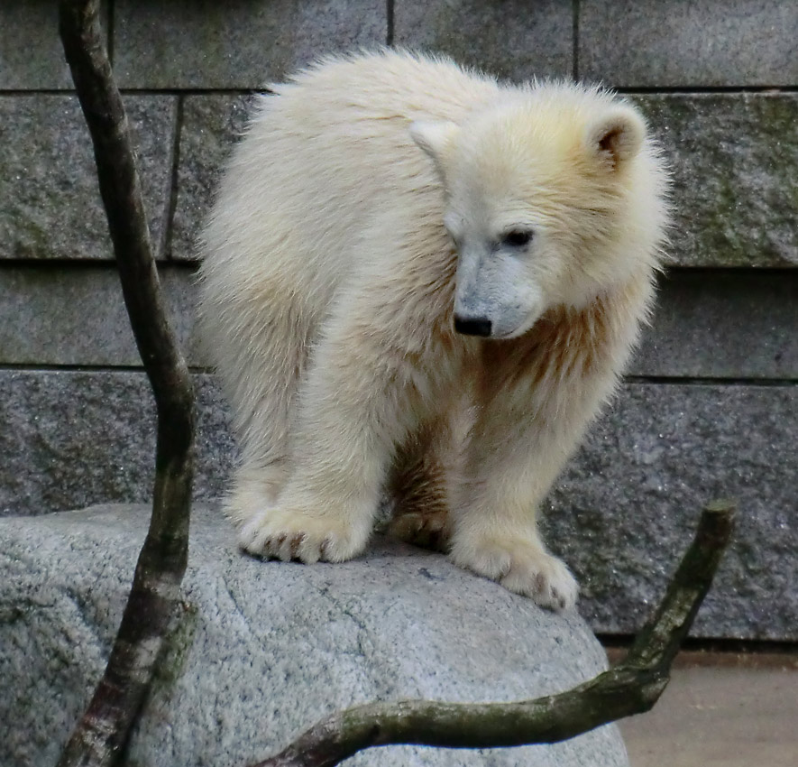 Eisbär am 7. Juni 2012 im Zoo Wuppertal