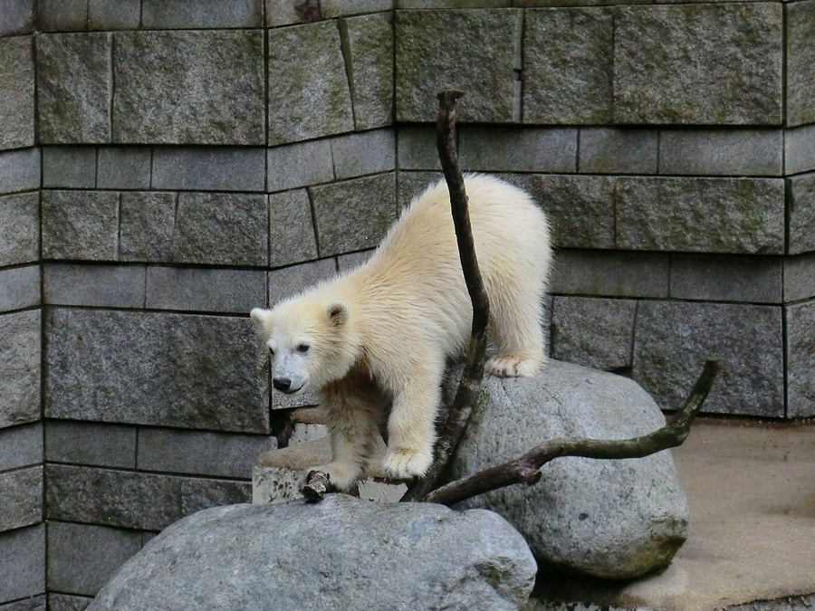 Eisbär am 7. Juni 2012 im Wuppertaler Zoo