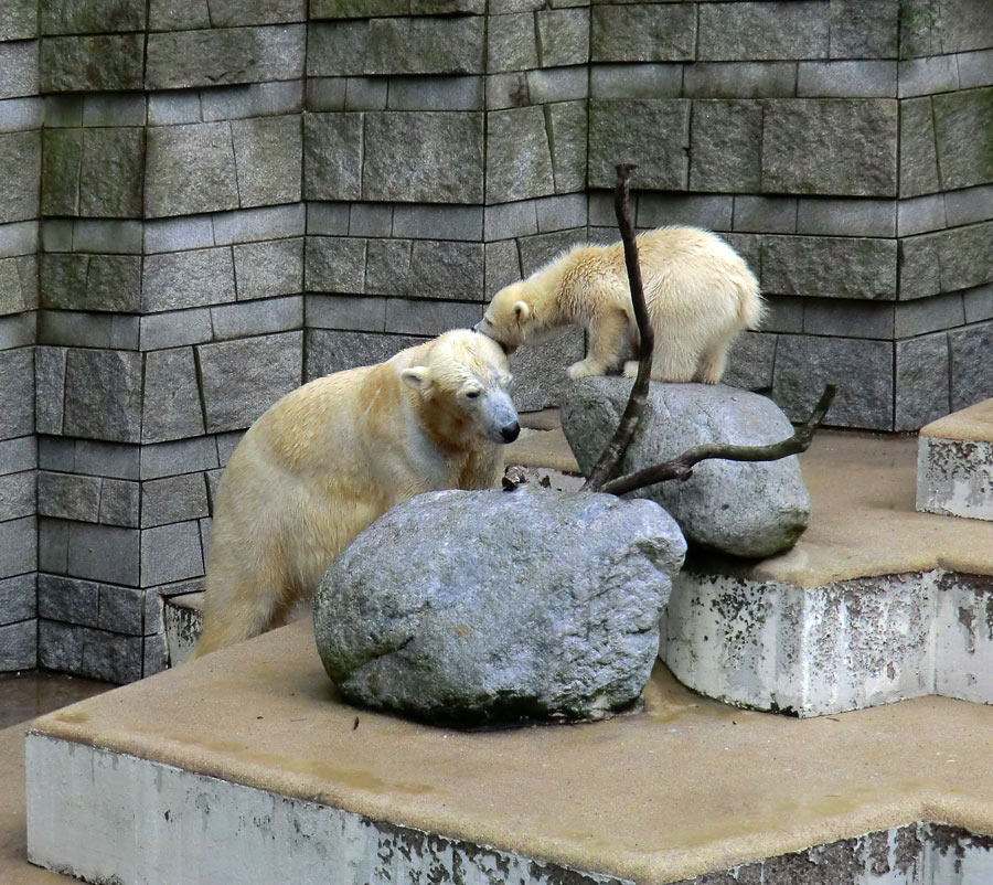 Eisbär am 7. Juni 2012 im Zoologischen Garten Wuppertal