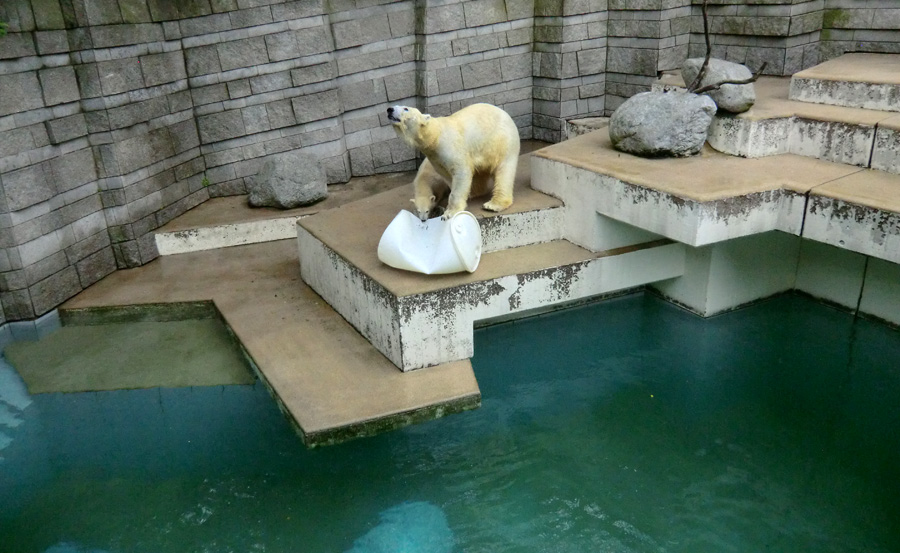 Eisbär am 7. Juni 2012 im Wuppertaler Zoo