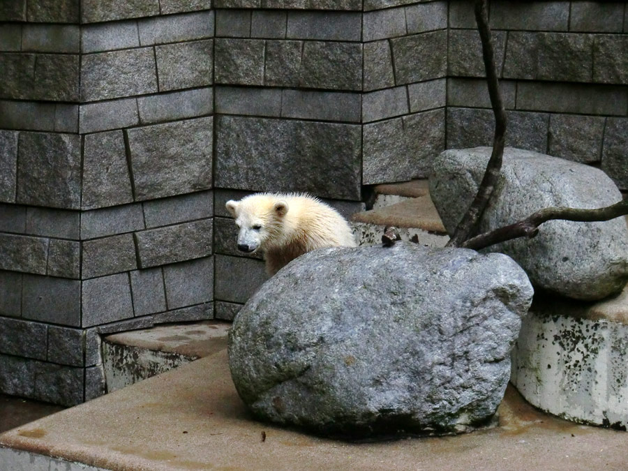 Eisbär am 7. Juni 2012 im Zoologischen Garten Wuppertal