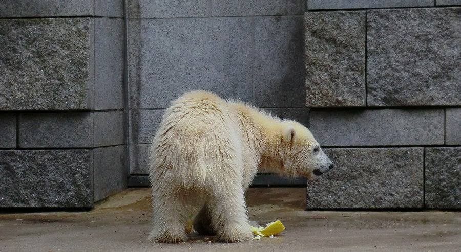 Eisbär am 7. Juni 2012 im Zoo Wuppertal