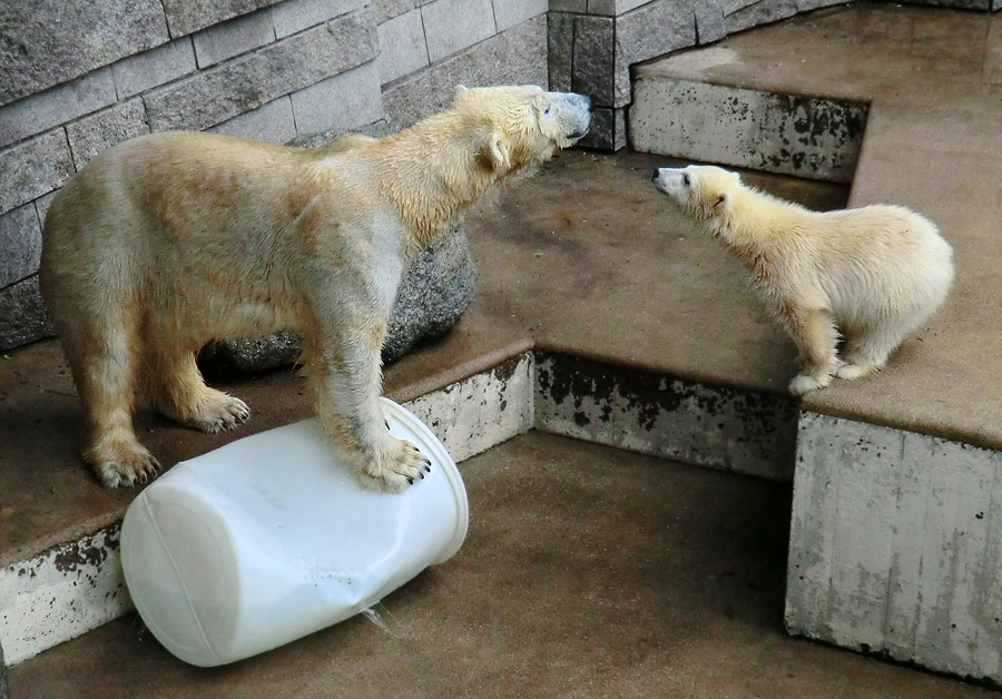 Eisbär am 7. Juni 2012 im Zoologischen Garten Wuppertal