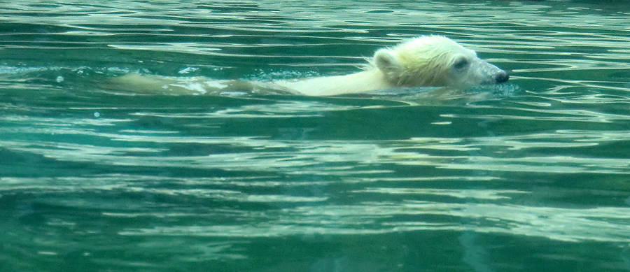 Eisbär am 7. Juni 2012 im Zoologischen Garten Wuppertal