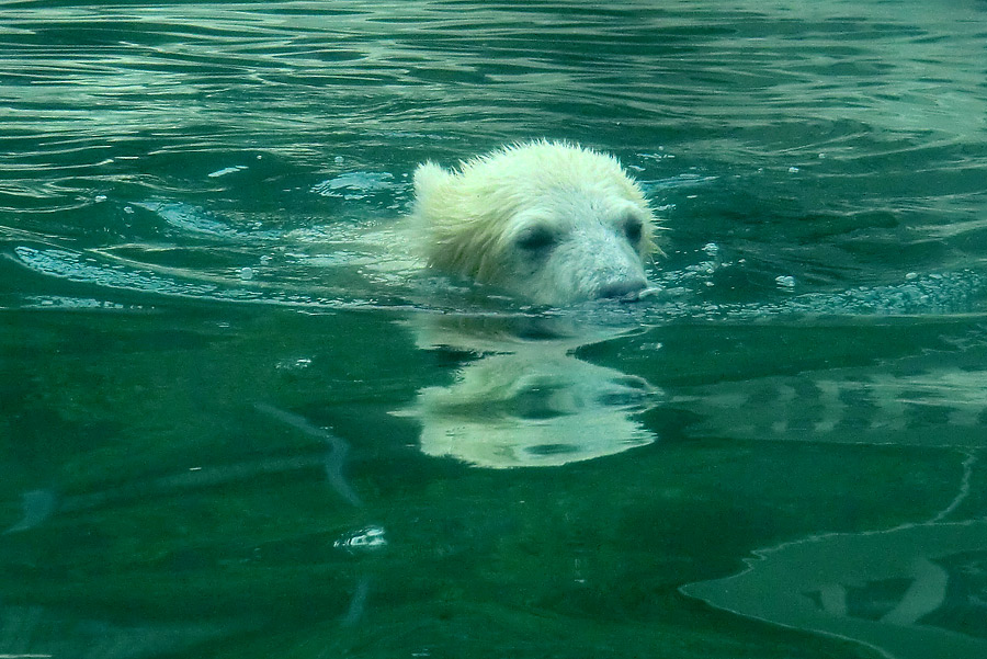 Eisbär am 7. Juni 2012 im Zoo Wuppertal