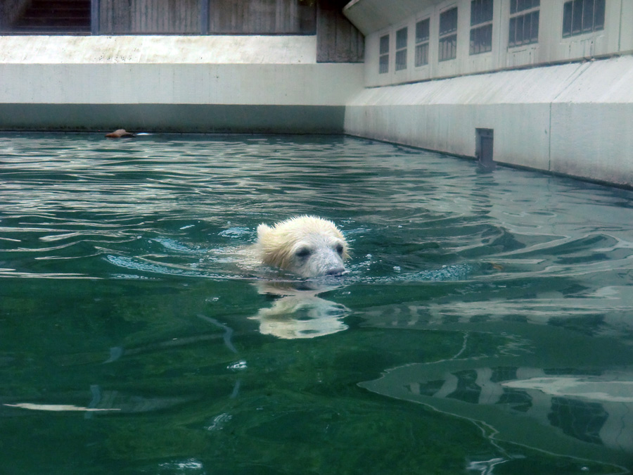 Eisbär am 7. Juni 2012 im Wuppertaler Zoo