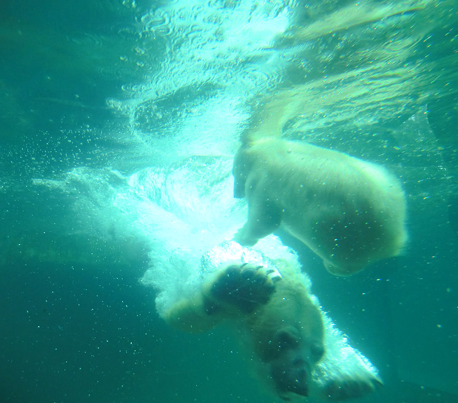 Eisbär am 7. Juni 2012 im Zoologischen Garten Wuppertal