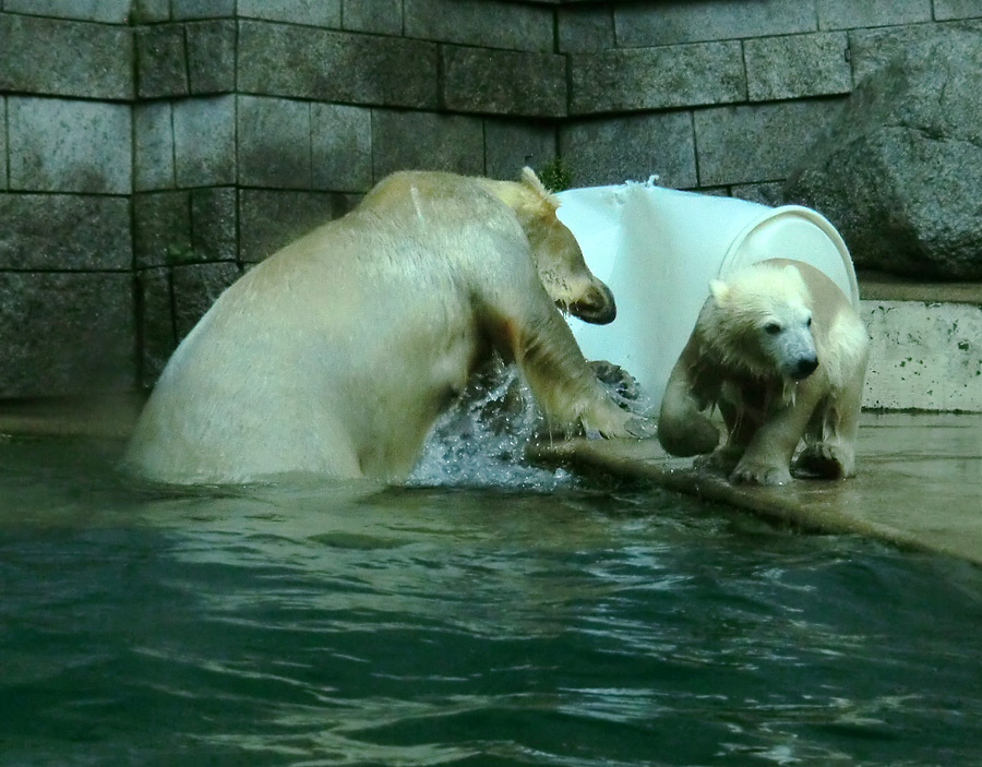 Eisbär am 7. Juni 2012 im Zoo Wuppertal