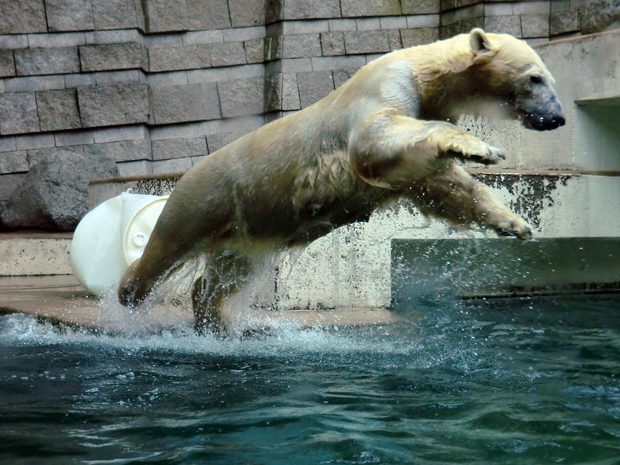 Eisbär am 7. Juni 2012 im Zoologischen Garten Wuppertal