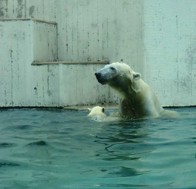 Eisbär am 7. Juni 2012 im Wuppertaler Zoo