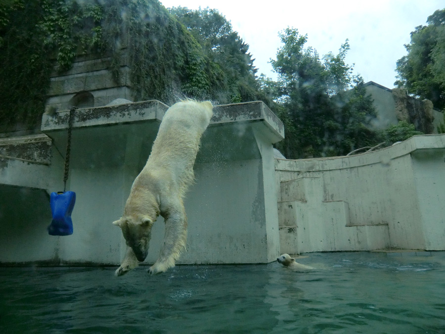 Eisbär am 7. Juni 2012 im Zoo Wuppertal