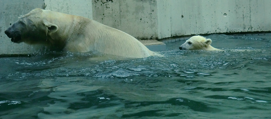 Eisbär am 7. Juni 2012 im Wuppertaler Zoo