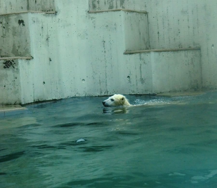 Eisbär am 7. Juni 2012 im Zoo Wuppertal