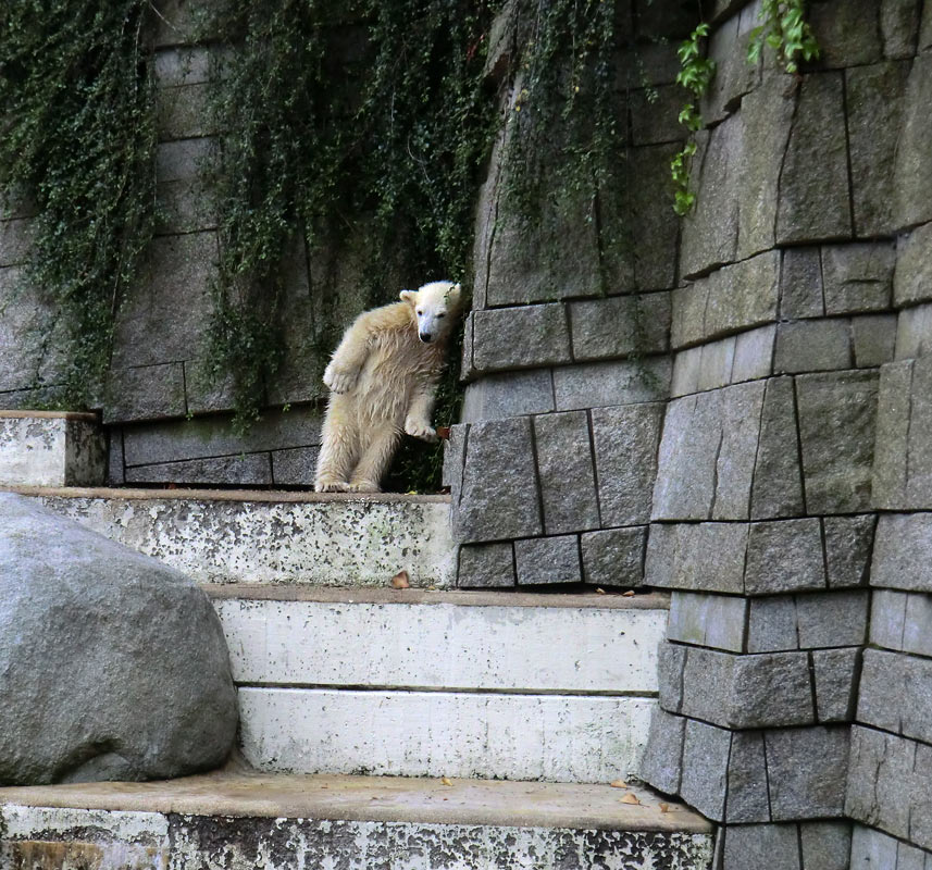 Eisbär am 7. Juni 2012 im Wuppertaler Zoo