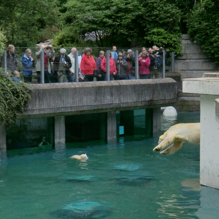 Eisbären am 7. Juni 2012 im Wuppertaler Zoo
