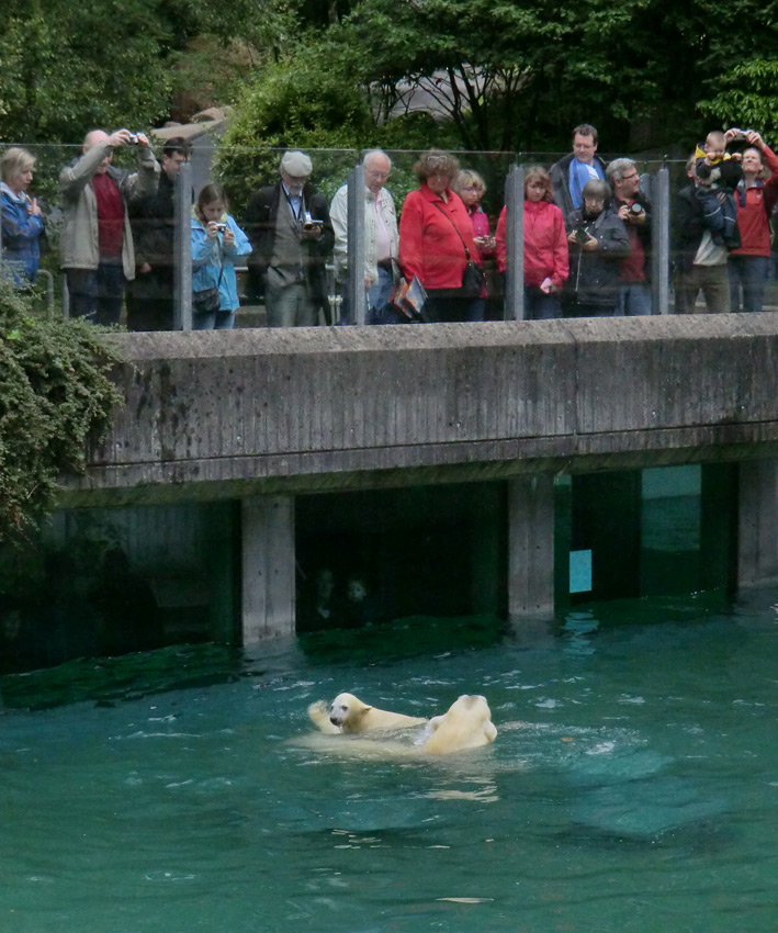 Eisbär am 7. Juni 2012 im Zoologischen Garten Wuppertal