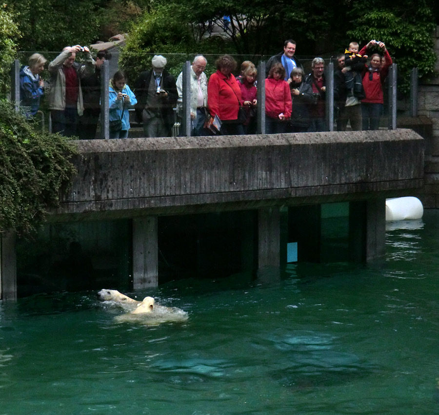 Eisbär am 7. Juni 2012 im Wuppertaler Zoo