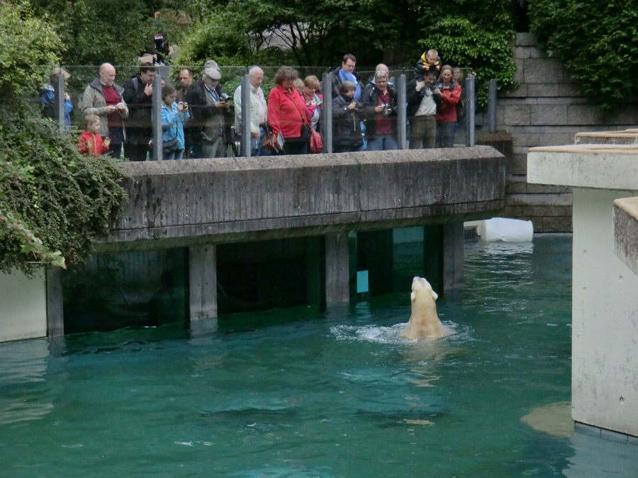 Eisbär am 7. Juni 2012 im Zoologischen Garten Wuppertal