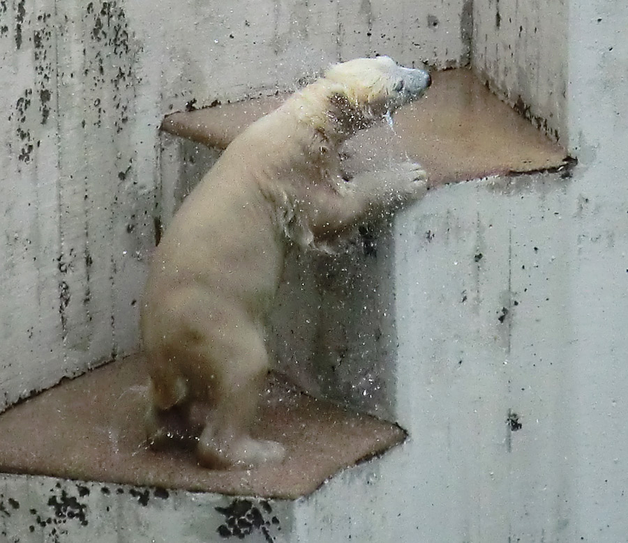 Eisbär am 7. Juni 2012 im Wuppertaler Zoo