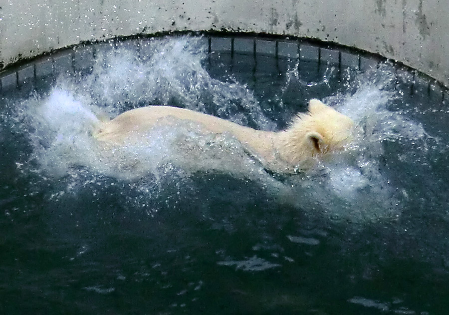 Eisbär am 7. Juni 2012 im Zoologischen Garten Wuppertal