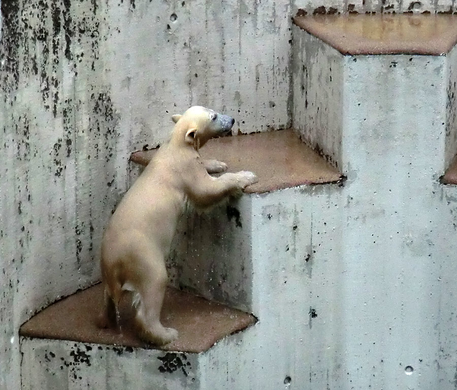 Eisbär am 7. Juni 2012 im Zoologischen Garten Wuppertal