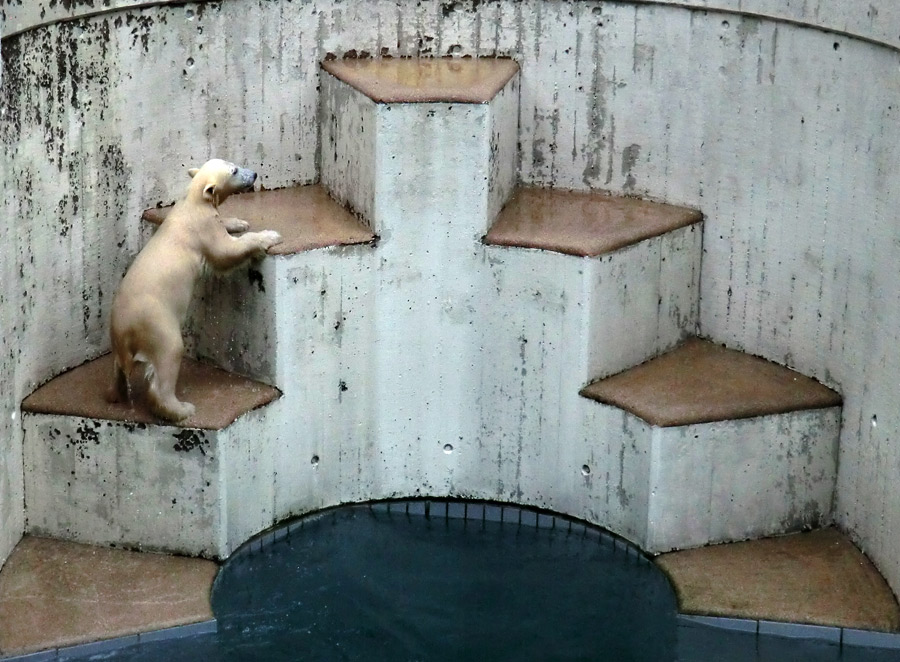 Eisbär am 7. Juni 2012 im Zoo Wuppertal