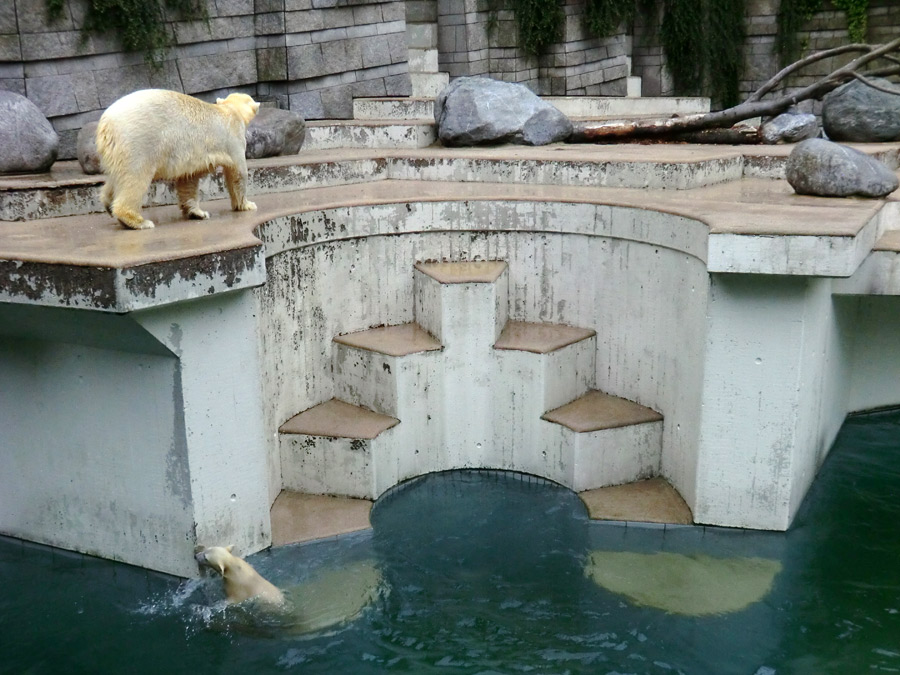 Eisbär am 7. Juni 2012 im Wuppertaler Zoo