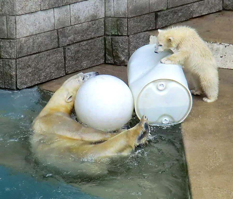 Eisbär am 7. Juni 2012 im Zoologischen Garten Wuppertal