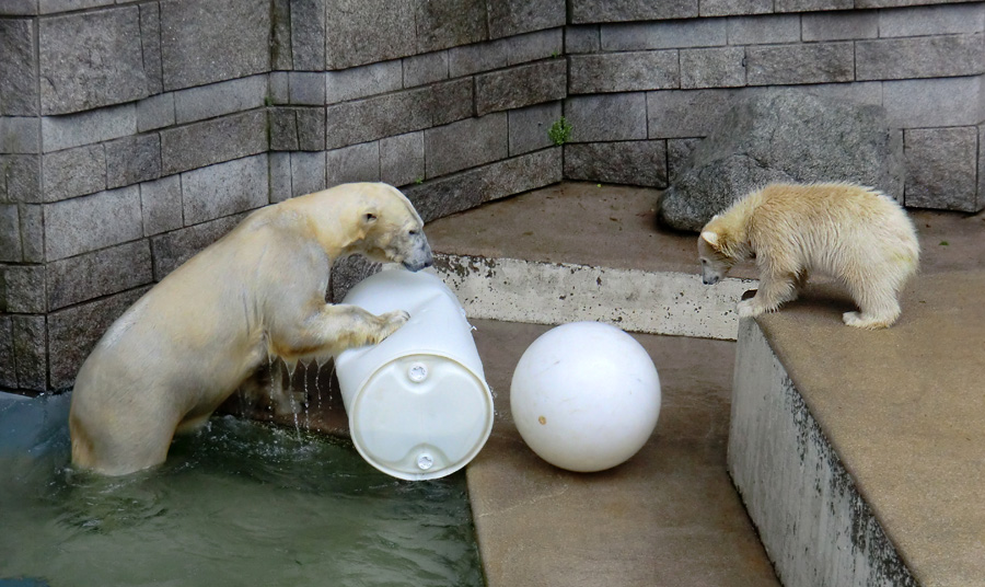 Eisbär am 7. Juni 2012 im Wuppertaler Zoo