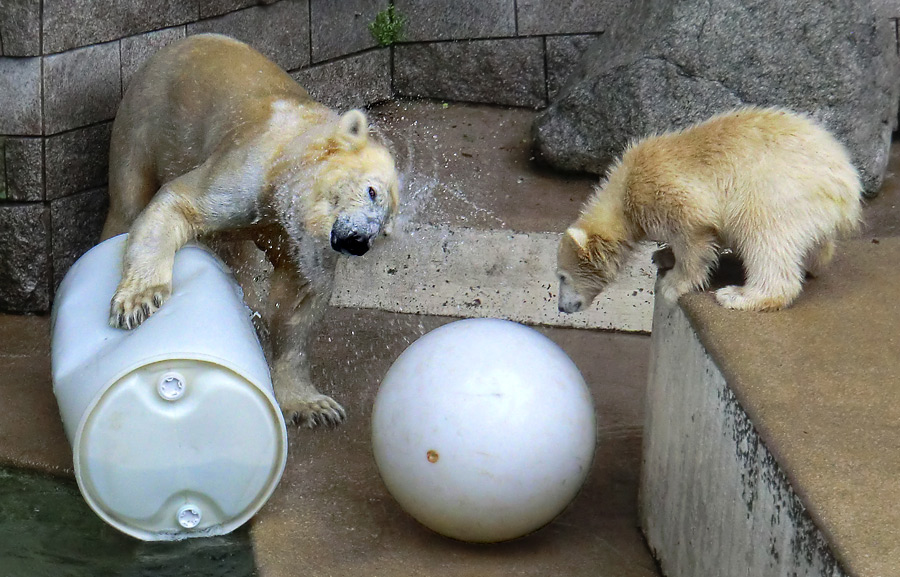 Eisbär am 7. Juni 2012 im Zoo Wuppertal