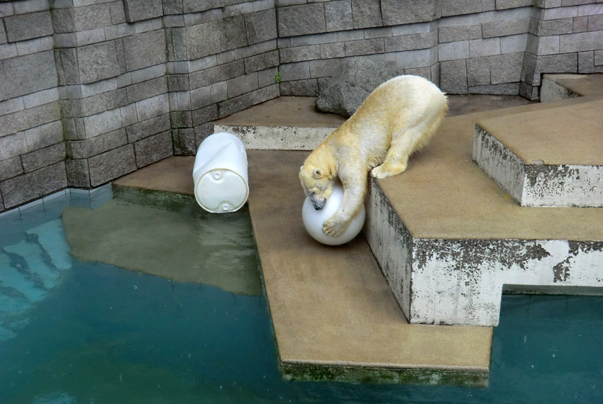 Eisbär am 7. Juni 2012 im Wuppertaler Zoo