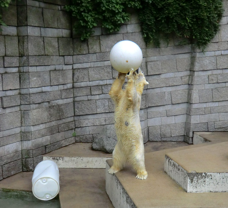 Eisbär am 7. Juni 2012 im Zoo Wuppertal